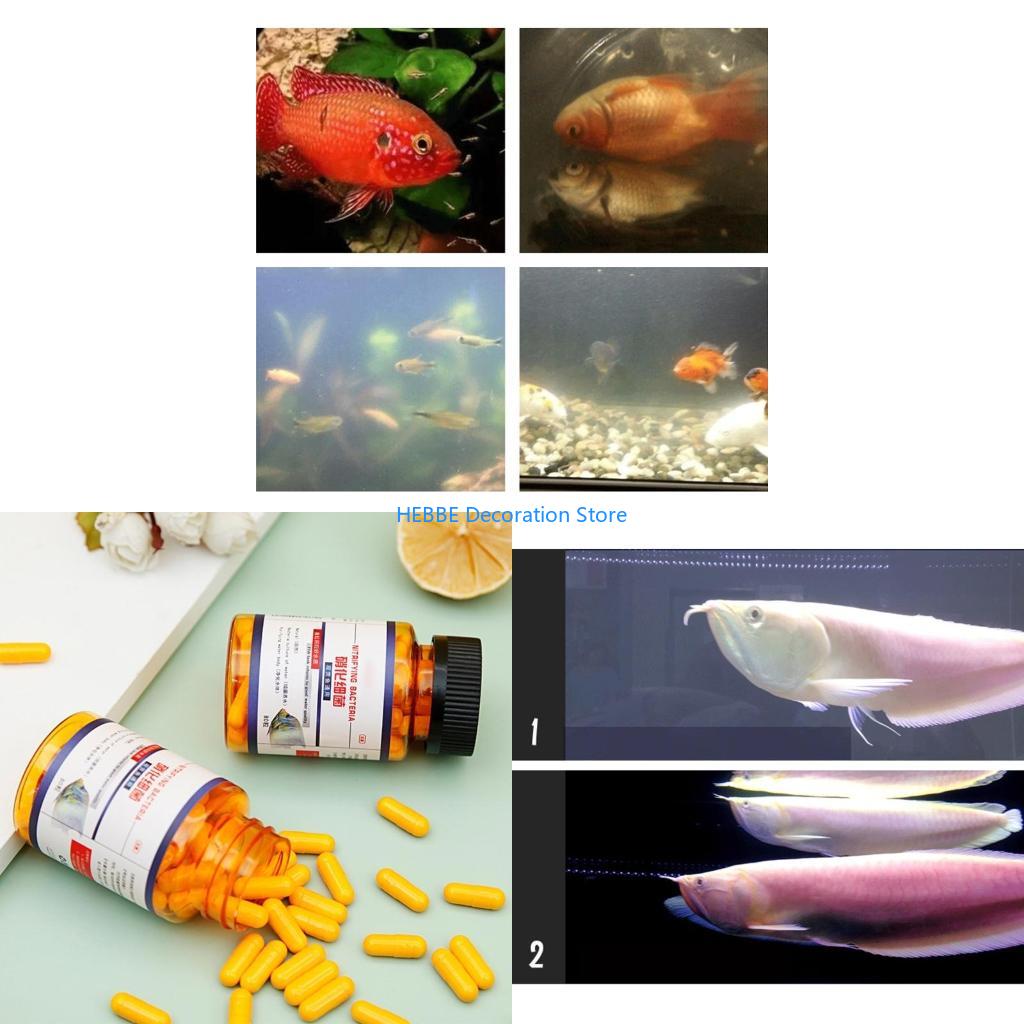B0KC Nitrifying Capsules Estab - огляд і ціна Aquarium Fish Medicine