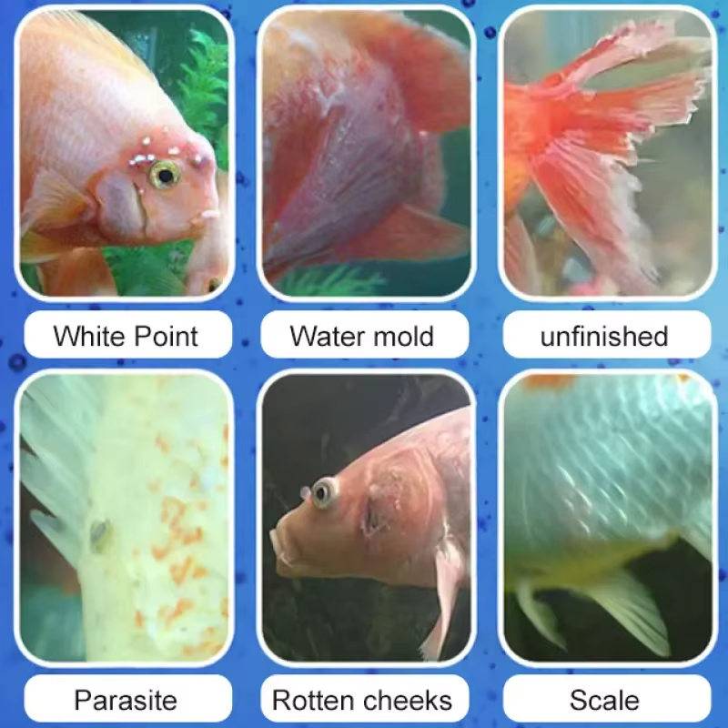 SIKEZHAN Fish Disease Treatmen - огляд і ціна Aquarium Fish Quality