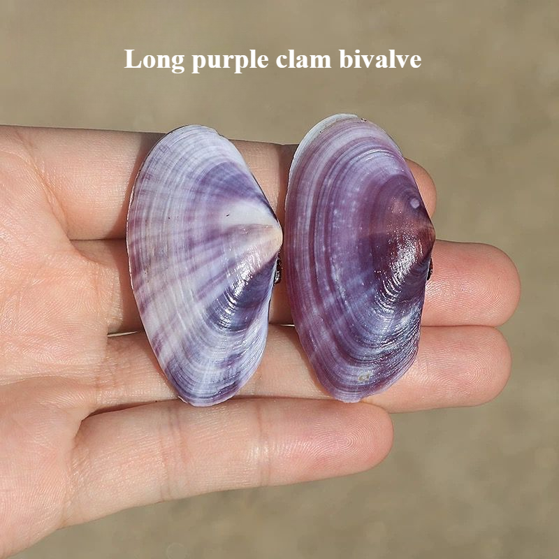 Long Purple Clam Natural Conch - огляд і ціна Aquarium Fish Guppy