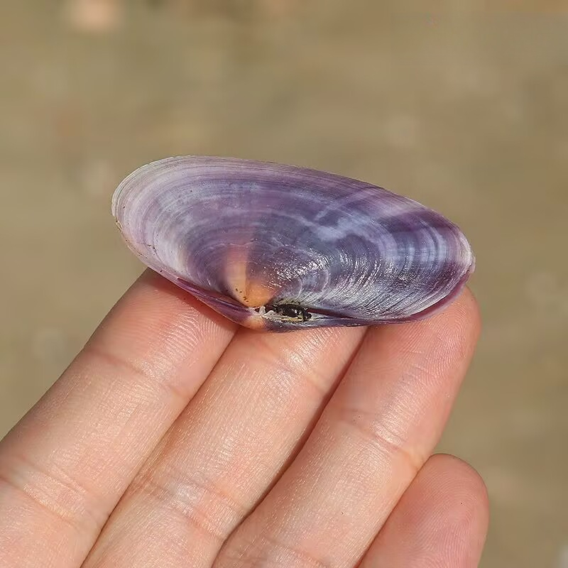Long Purple Clam Natural Conch - огляд і ціна Aquarium Fish Guppy