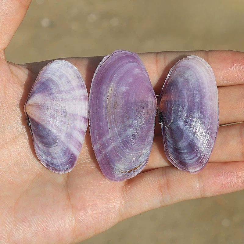 Long Purple Clam Natural Conch - огляд і ціна Aquarium Fish Guppy